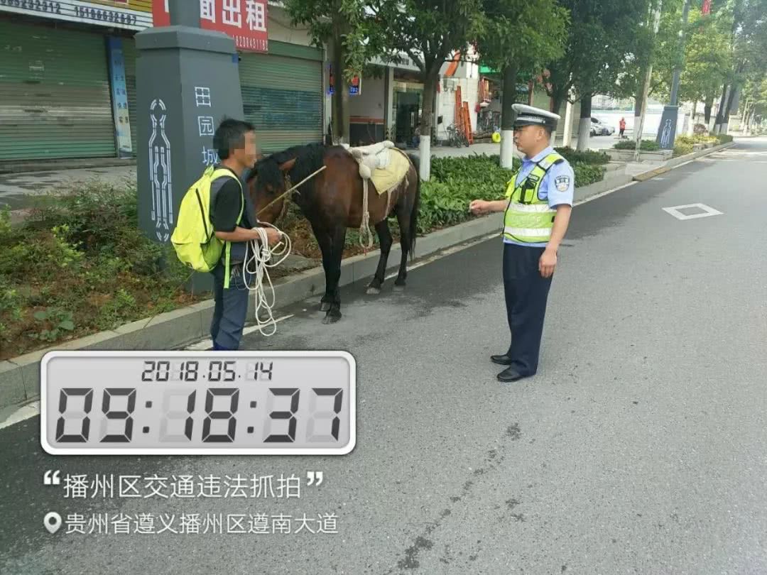 好拉风!马路当草原,播州男子骑马上路溜达,交警