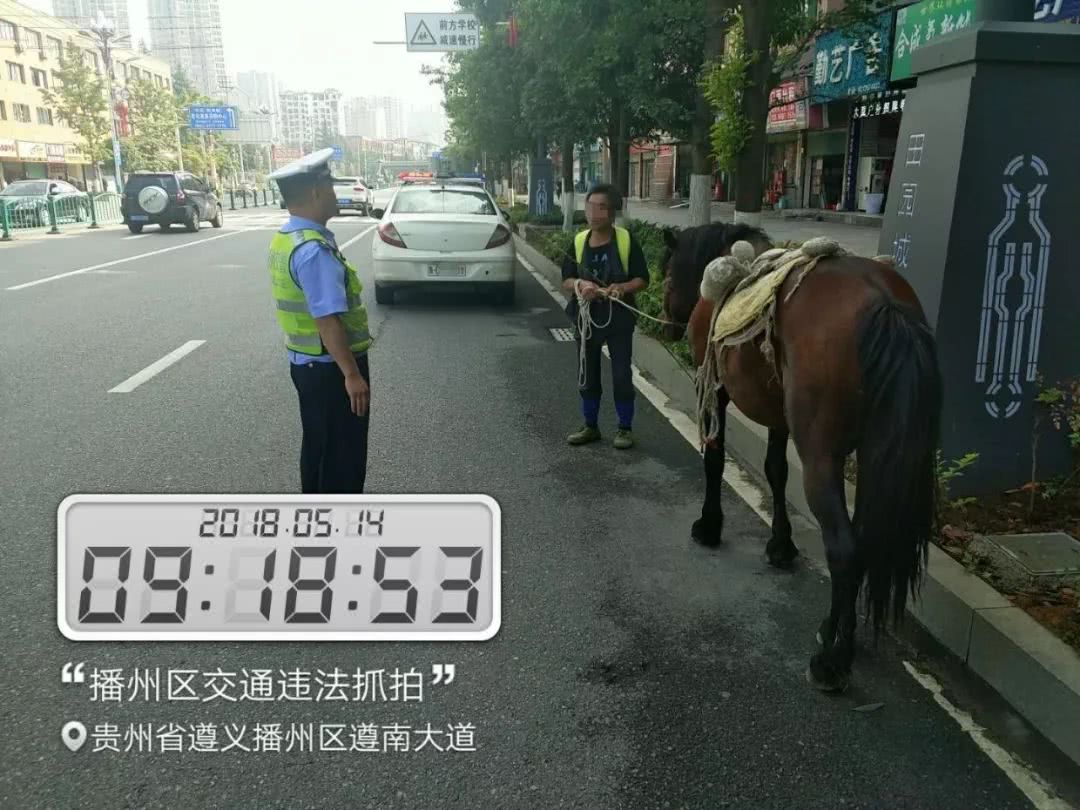 好拉风!马路当草原,播州男子骑马上路溜达,交警