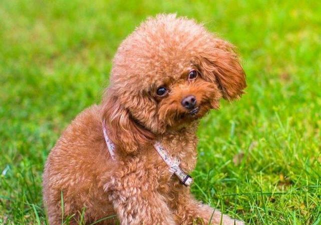 贵宾狗狗好娇气, 都不吃狗粮的, 有什么解决办法吗