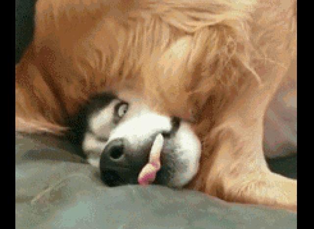 谁说哈士奇打架没赢过? 这次它挑衅金毛三秒就