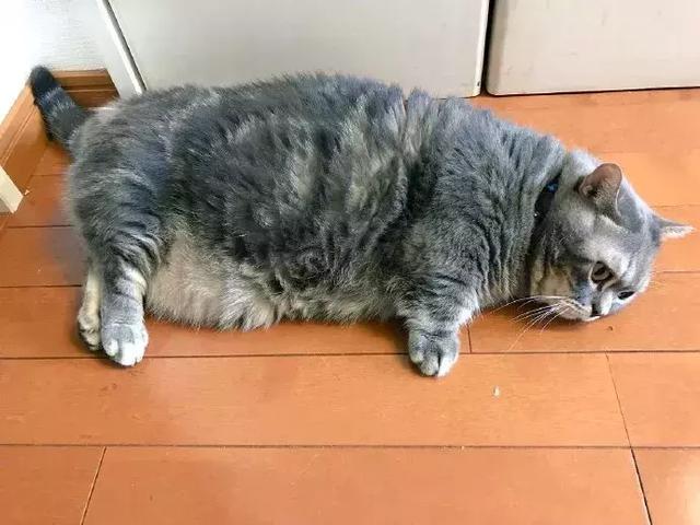 肥猫:喜欢的事情是吃饱了睡,最讨厌的事情就是运动!