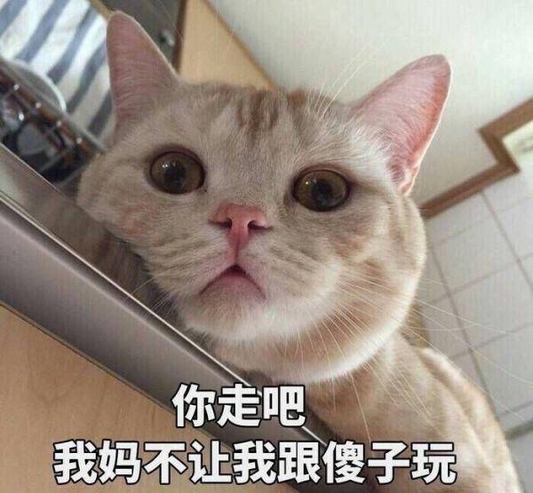 这一波斗图表情,是我用了1个G的换来频小视微信朋友圈拜托的表情图片图片