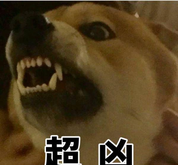 这一波斗图表情,是我用了1个G的换来频小视日一下表情包图片