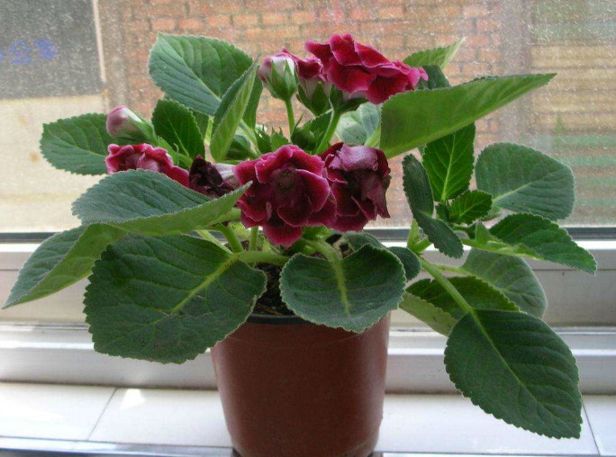 这四种花卉,绝佳的室内养殖植物,给点阳光就疯