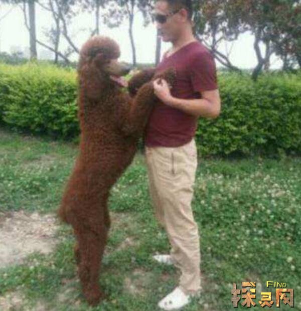 世界上最大的泰迪狗,巨型泰迪高1.6米价值800万元
