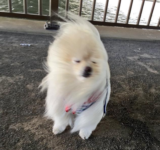 推特网友"モコ"某天就贴出家里的小博美在大风天出门的照片, 结果整只