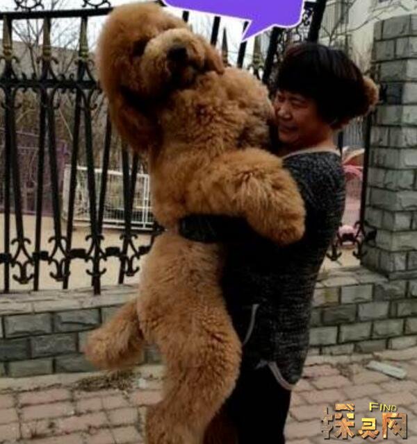 世界上最大的泰迪狗,巨型泰迪高1.6米价值800