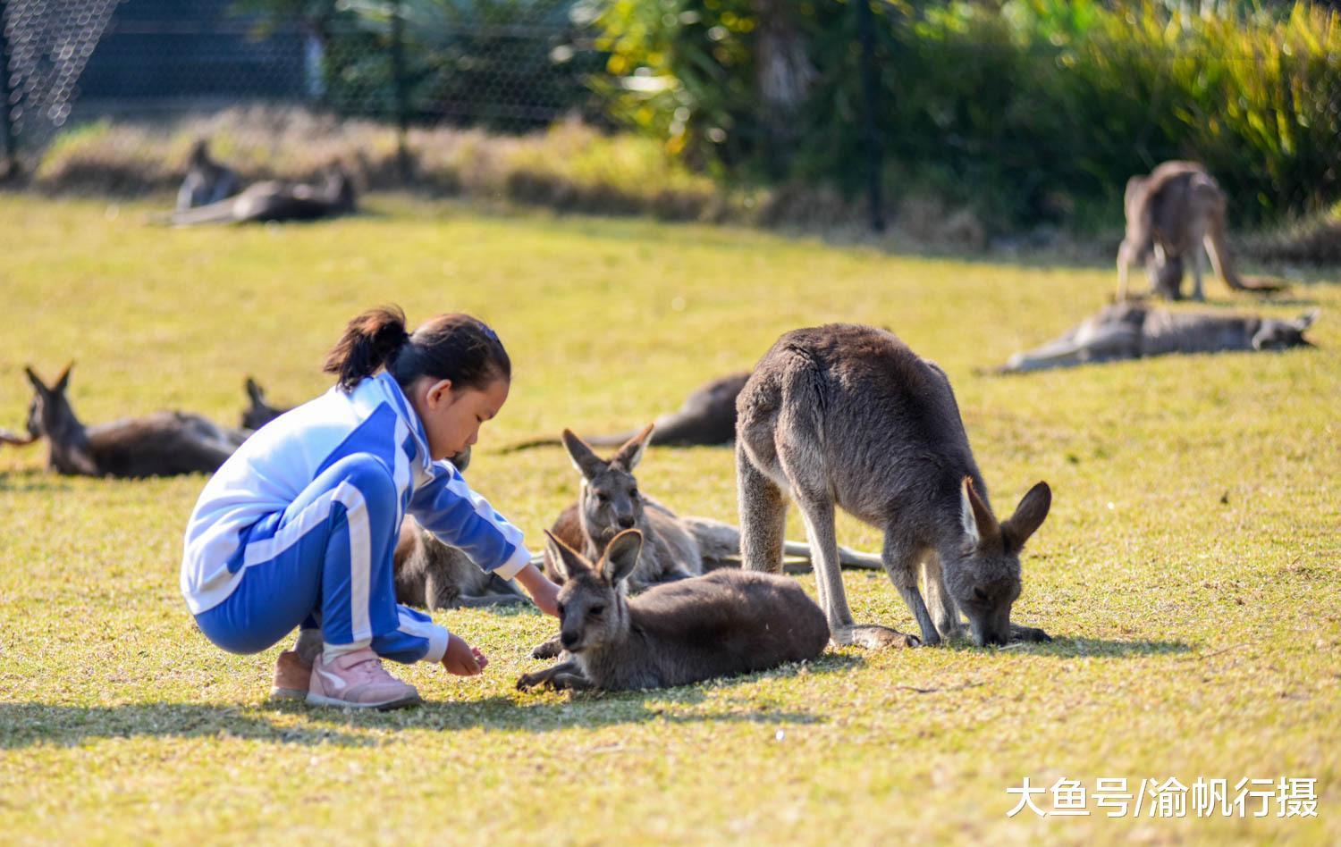 澳大利亚别开生面的生物课, 老师带着学生就在动物园里面尽情的玩