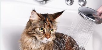 换季了！猫咪掉毛期应该如何处理？
