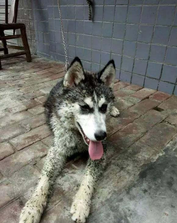 二哈回老家呆了几天, 成了这个样子, 看着心都发