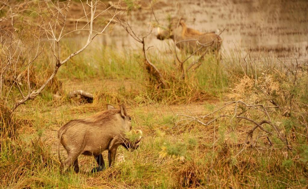 小攻略1:从毛里塔尼亚陆路过关到塞内加尔,免签