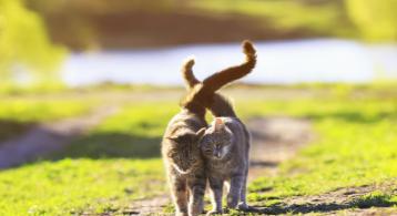 换季了！猫咪掉毛期应该如何处理？
