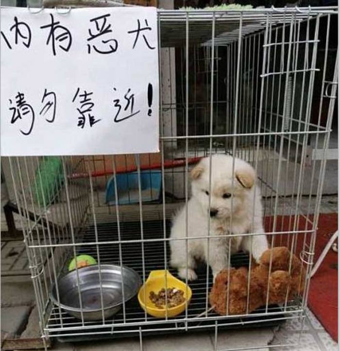 在农村被恶狗追了,该如何自救?教你三招吓跑恶