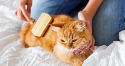 换季了！猫咪掉毛期应该如何处理？