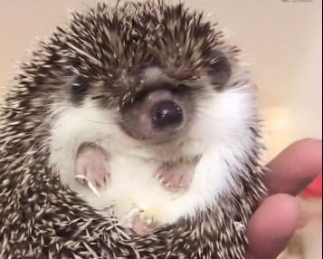 小刺猬在喝水, 突然被主人一把抓起来, 接下来的