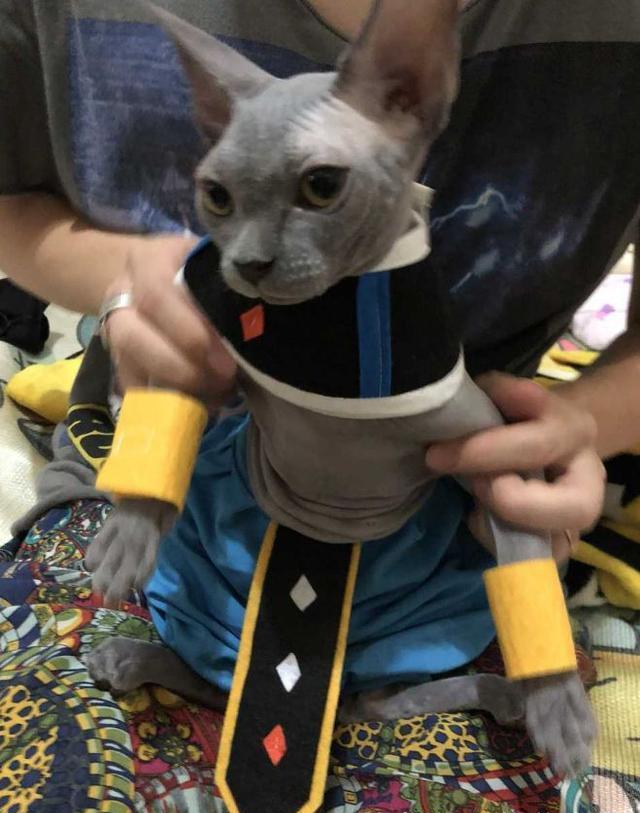 三次元喵酱cosplay《龙珠》猫咪外型的比鲁斯大人 神还原