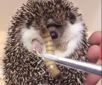 小刺猬在喝水, 突然被主人一把抓起来, 接下来的