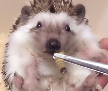 小刺猬在喝水, 突然被主人一把抓起来, 接下来的