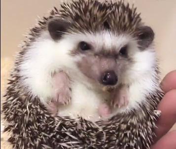 小刺猬在喝水, 突然被主人一把抓起来, 接下来的