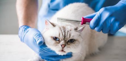 换季了！猫咪掉毛期应该如何处理？