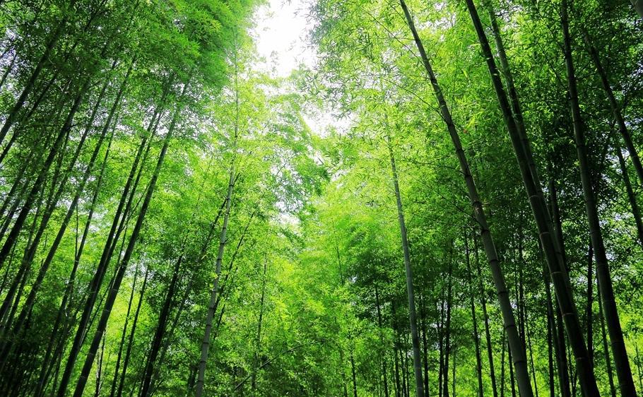 常州.南山竹海避暑胜地