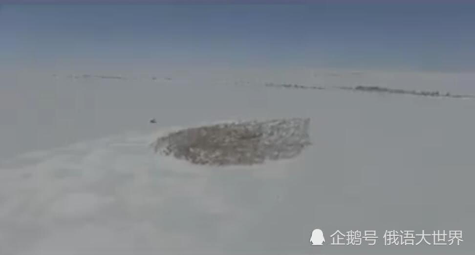 驯鹿群在极的地冰原兜圈子奔跑 它们究竟是在