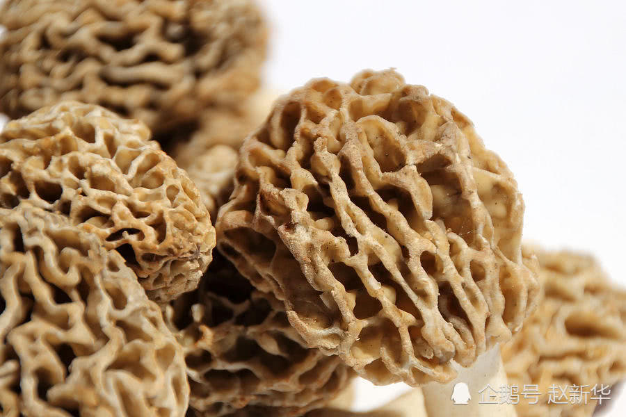 雨后上山捡蘑菇,见到这种蘑菇千万别放过,一千