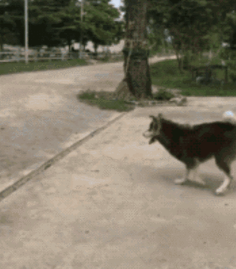 哈士奇犯二去挑衅驴,结果被驴追着四处逃窜,主人看后笑喷!