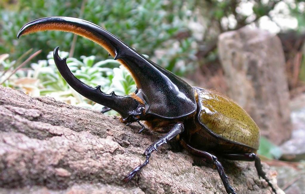 世界上力量最大的昆虫, 能托起15公斤的重物|甲虫