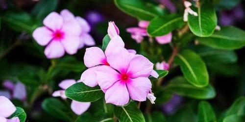 这几种花,一到夏天开得最热闹,耐热又耐晒,种在