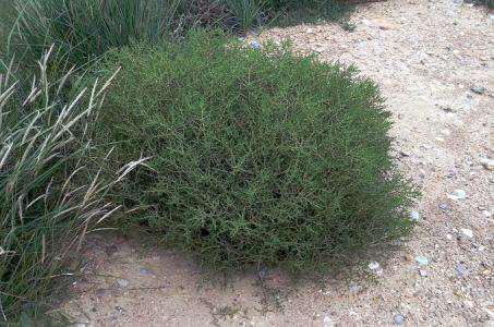 拉面,你不知道的秘密,十几年拉面师傅告诉你!