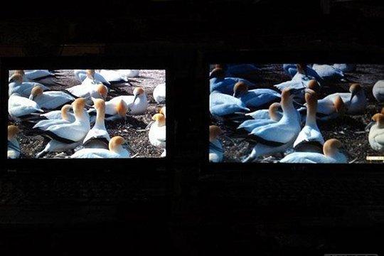 显示器选什么面板比较好?IPS TN PLS VA显示