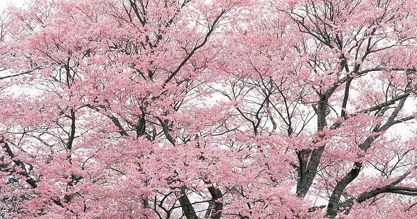 国家都有一种国花, 你知道中国的国花是什么吗