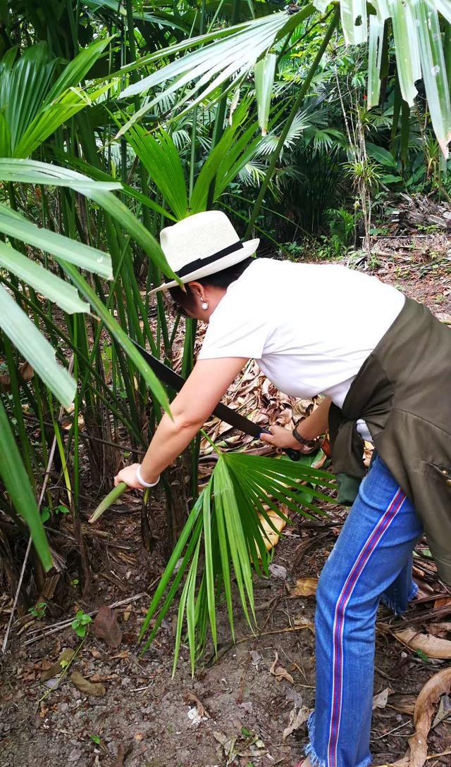 巴拿马草帽价格为什么那么贵?深入厄瓜多尔揭