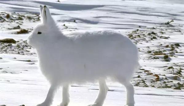 北极兔兔子界的大长腿目测比柯基的腿还要长一些
