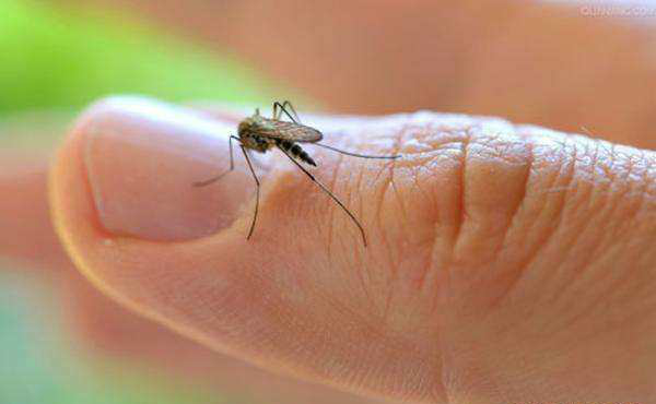 夏天这些常见的昆虫,你最讨厌哪种