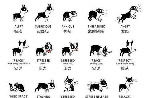 狗的肢体语言_狗的肢体语言分享展示