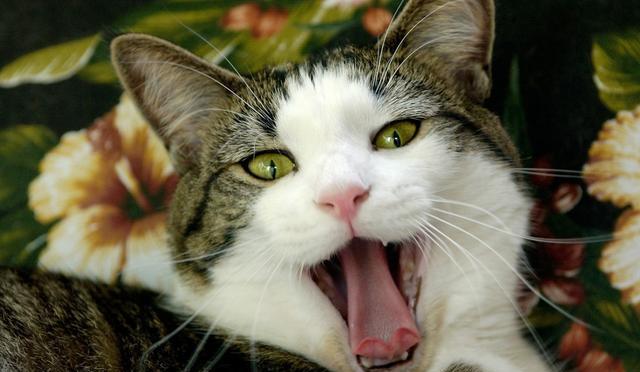 如何读懂猫的语言?原来猫发出咕噜咕噜的声音