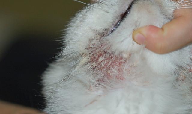 猫奴必读,猫咪常见疾病--皮肤疾病