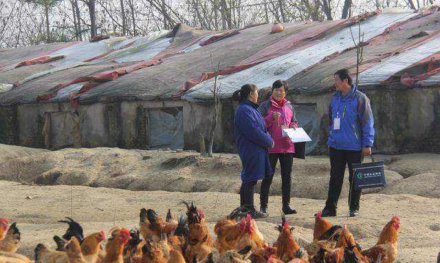 养鸡创业必读:注册养殖公司流程及费用