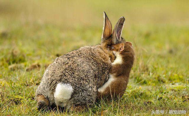 英国农场野兔泛滥成灾,没想到他们用这方法消灭野兔,一逮一个准