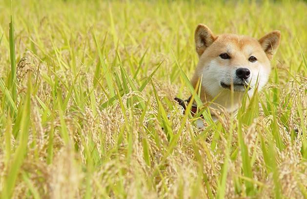 日本16岁柴犬北登去世了, 曾经的表情包里你一