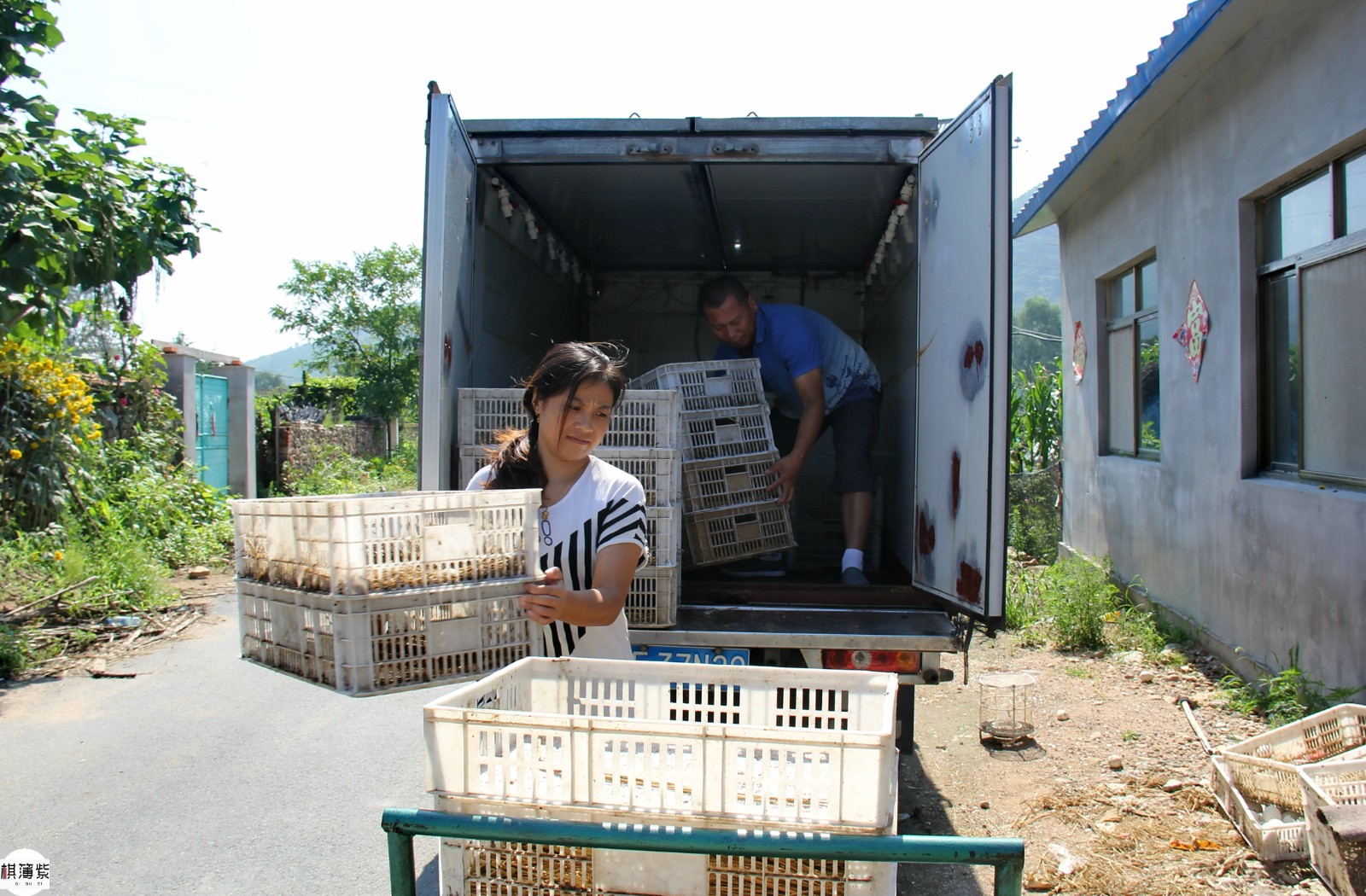 东北农家这对婆媳真厉害!半年卖百万只鹅雏成