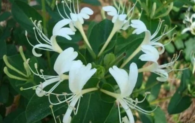 清热解毒良药金银花