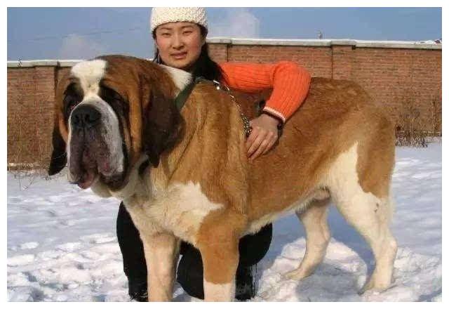 世界上体型最大的8只狗狗:阿根廷杜高第4,最后一个居然比姚明