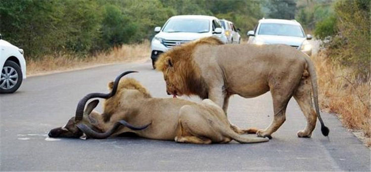 狮子在公路上狩猎羚羊,场面十分激烈,众人吓坏了