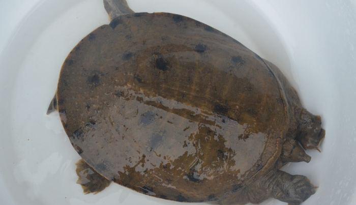 窝?老家野河变鳖河,一天钓10只,听说是激素鳖