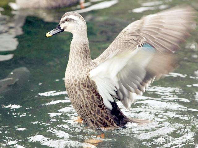 盘点鸡蛋、鸭蛋、鹅蛋、鹌鹑蛋、鸽子蛋,哪个