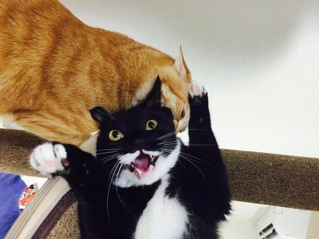 奶牛猫摸了橘猫一下,就被大橘猫压在了身下,这表情真是太逗了