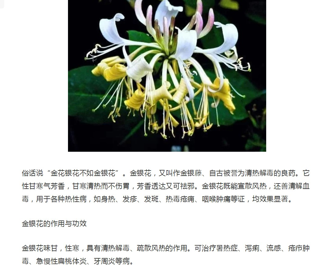 清热解毒良药金银花
